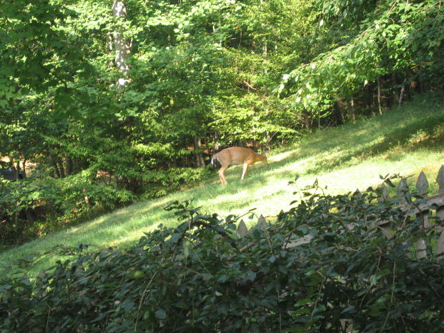 Deer in the Yard